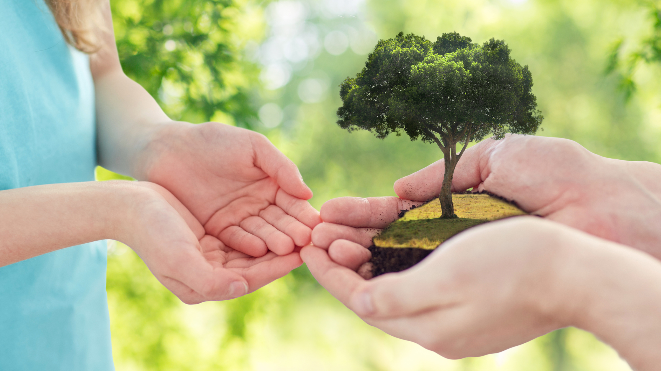 older person passing a tree to a younger person (in their hands)